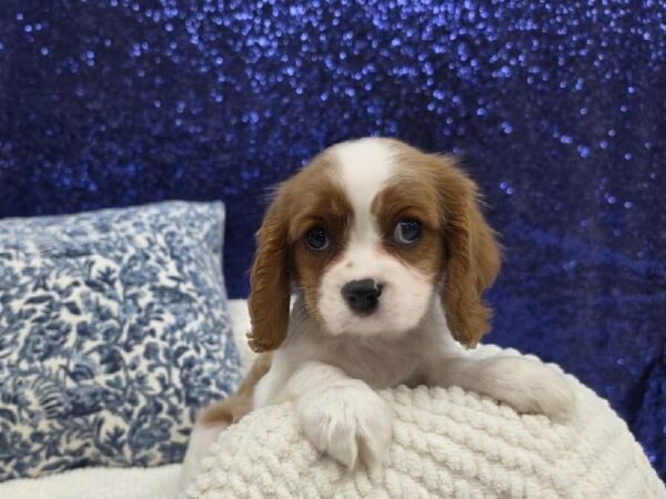 Cavalier King Charles Spaniel - 13964 photo 1