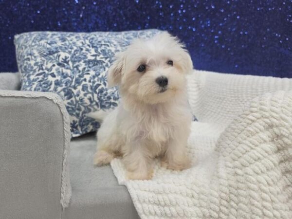 Maltese - 13959 photo 4