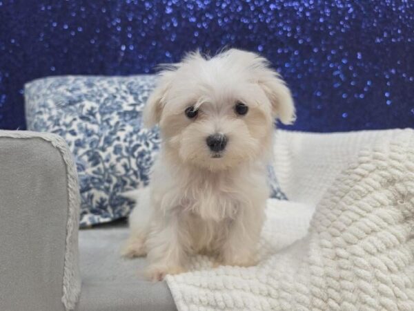 Maltese - 13959 photo 3