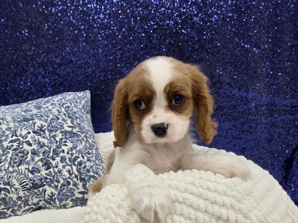 Cavalier King Charles Spaniel - 13964 photo 3