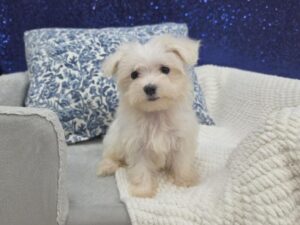Petland Robinson, Pittsburgh, PA Maltese puppy available