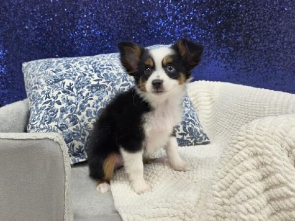 Toy Australian Shepherd - 13962 photo 2