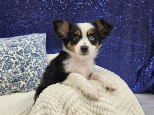 Toy Australian Shepherd - 13962 photo 1