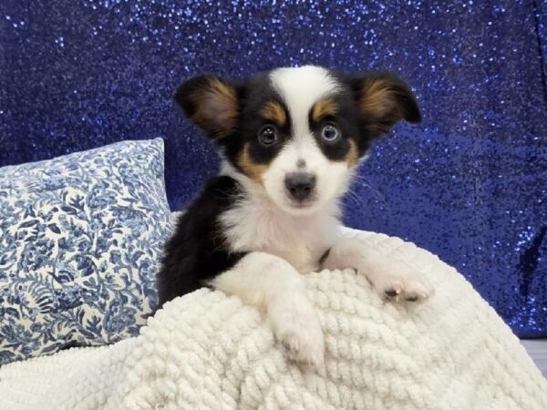 Toy Australian Shepherd - 13962 photo 3
