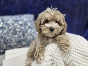 Cockapoo – 13957