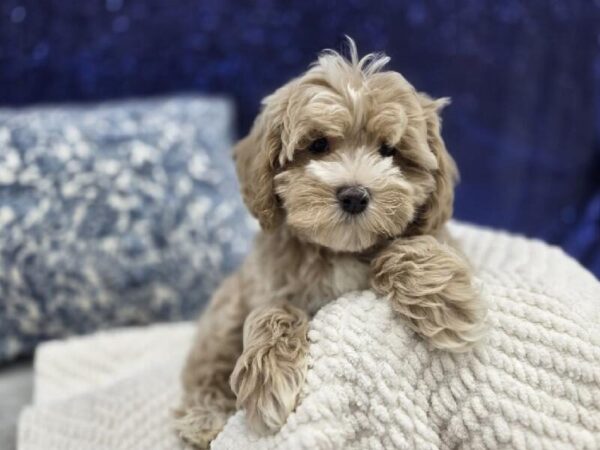 Cockapoo - 13957 photo 1