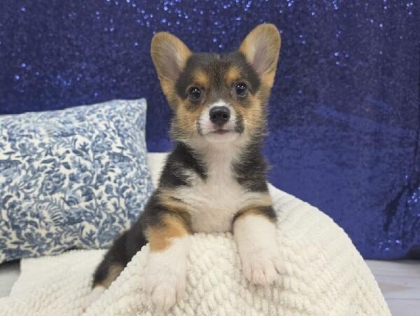 Pembroke Welsh Corgi - 13963 photo 1