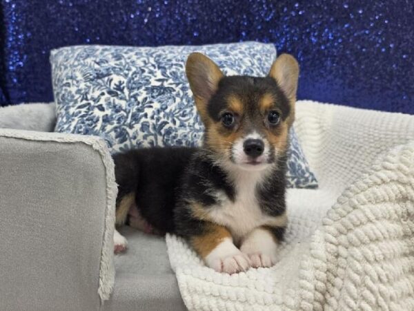 Pembroke Welsh Corgi - 13963 photo 4