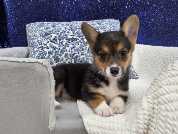 Pembroke Welsh Corgi - 13963 photo 2