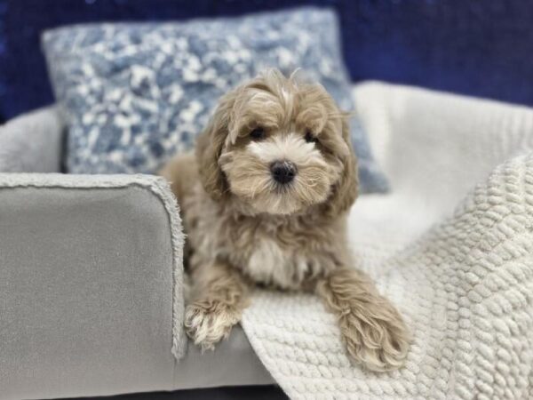 Cockapoo - 13957 photo 2