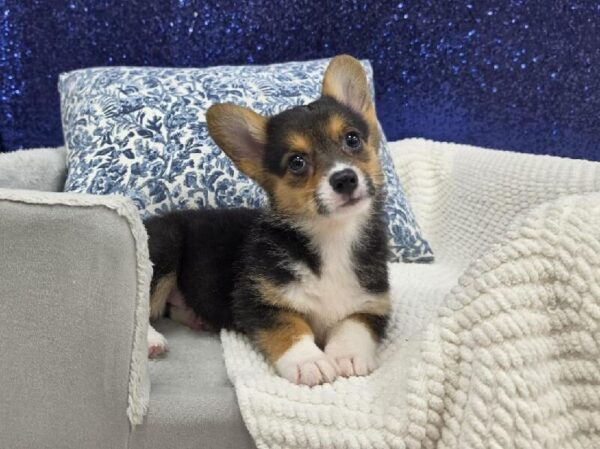 Pembroke Welsh Corgi - 13963 photo 3