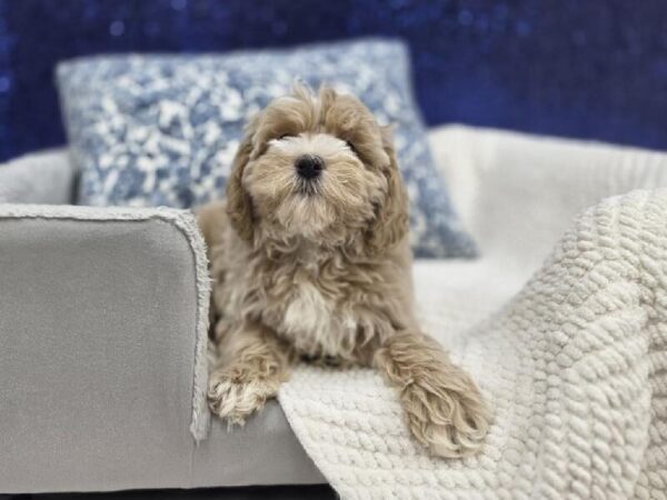 Cockapoo - 13957 photo 3