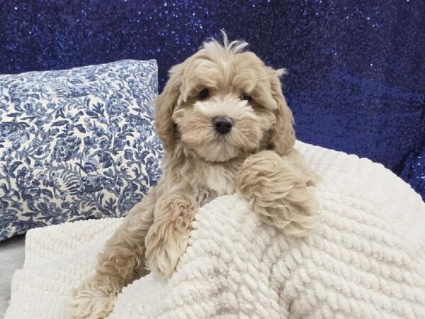 Cockapoo - 13957 photo 4