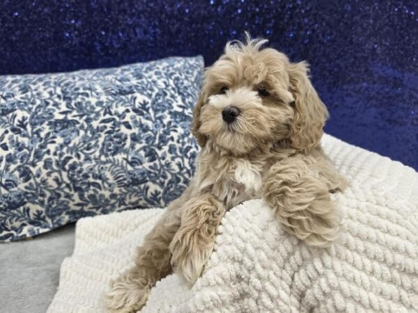 Cockapoo - 13957 photo 5