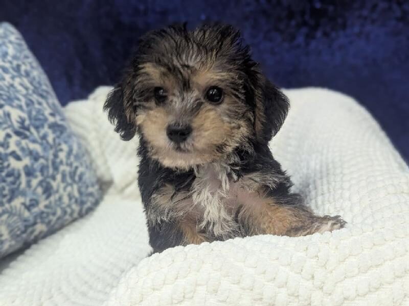 Yochon puppy at Petland Robinson, about 35 to 40 minutes from Beaver Falls, PA