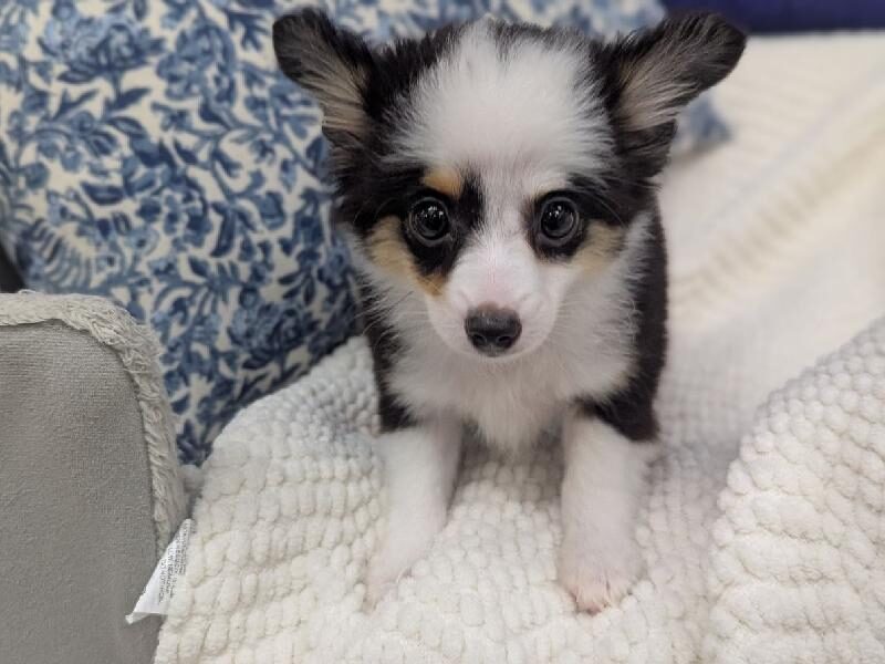 Toy Australian Shepherd puppy at Petland Robinson, about 30 to 35 minutes from Ambridge, PA