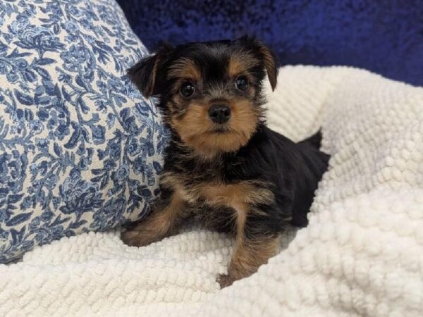 Yorkshire Terrier - 13910 photo 4