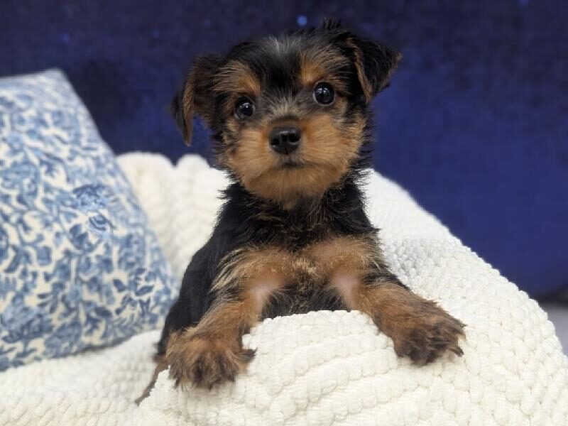 Yorkshire Terrier puppy at Petland Robinson, about 30 to 35 minutes from Ambridge, PA