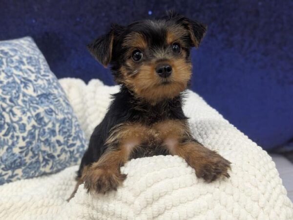 Yorkshire Terrier - 13910 photo 2