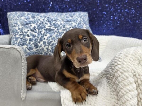 [#13969] Chocolate / Tan Male Dachshund DOG