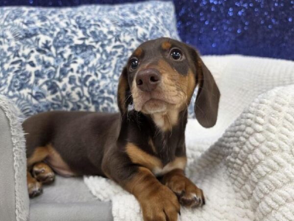 Dachshund - 13969 photo 2