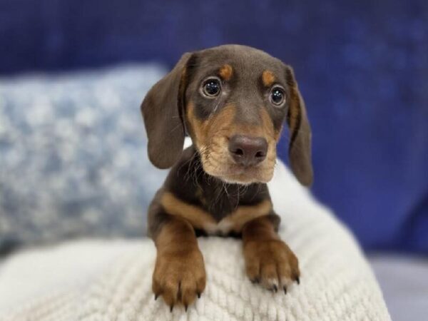 Dachshund - 13969 photo 3