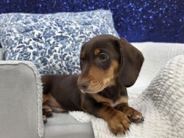 Dachshund - 13969 photo 4