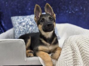 German Shepherd puppy available now