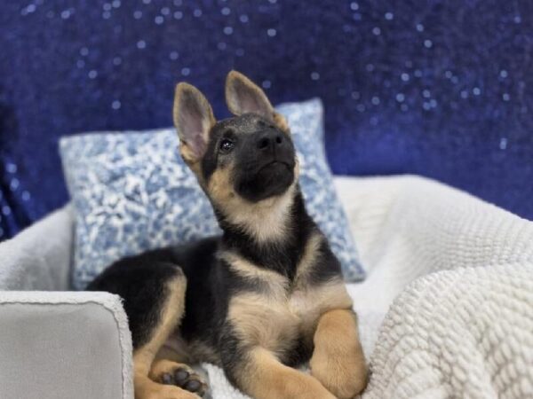 German Shepherd - 13970 photo 2