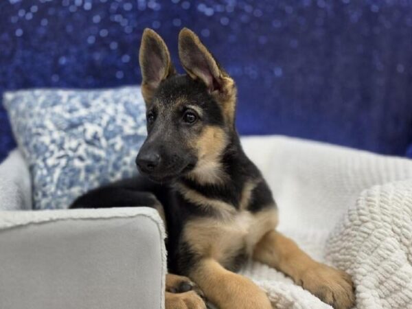 German Shepherd - 13970 photo 3