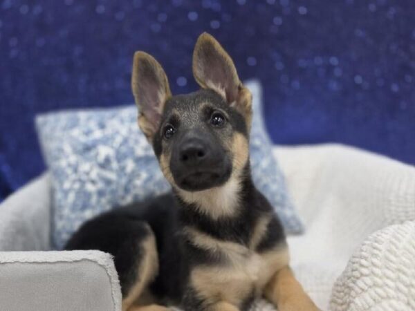German Shepherd - 13970 photo 4