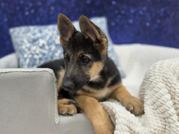 German Shepherd - 13970 photo 5