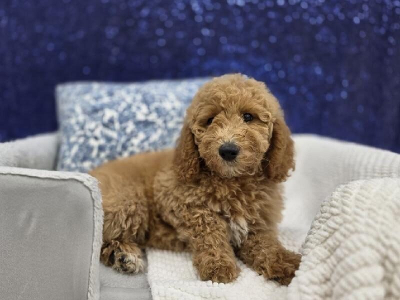 Mini Goldendoodle puppy at Petland Robinson, about 25 to 30 minutes from Brentwood and Baldwin, PA