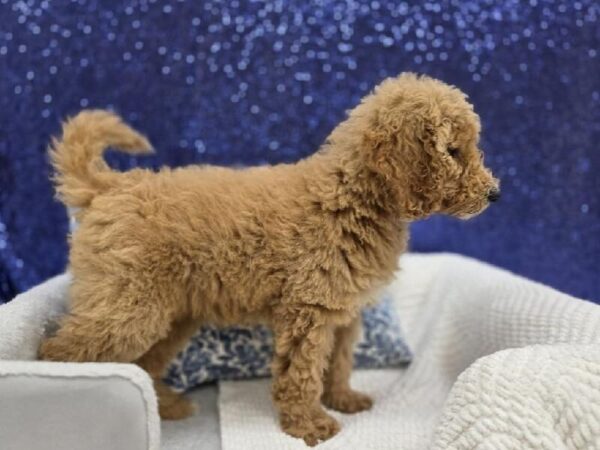 Mini Goldendoodle - 13965 photo 3