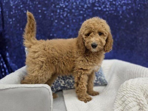 Mini Goldendoodle - 13965 photo 2