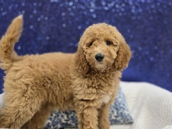 Mini Goldendoodle - 13965 photo 4