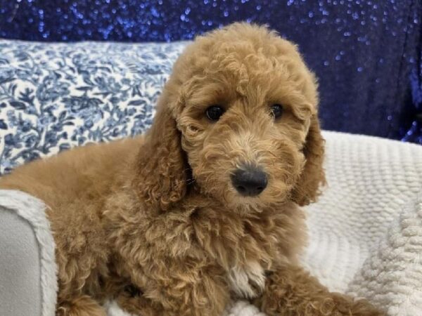 Mini Goldendoodle - 13965 photo 5