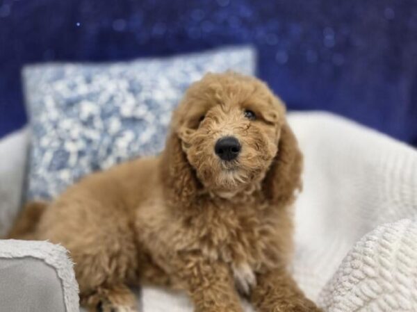 Mini Goldendoodle - 13965 photo 6