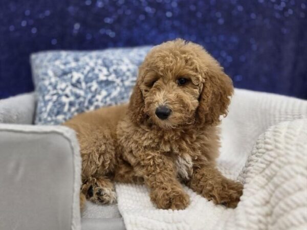Mini Goldendoodle - 13965 photo 7
