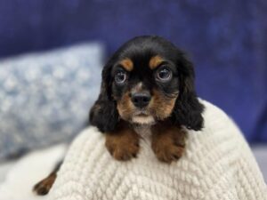 Cavalier King Charles Spaniel puppy available now