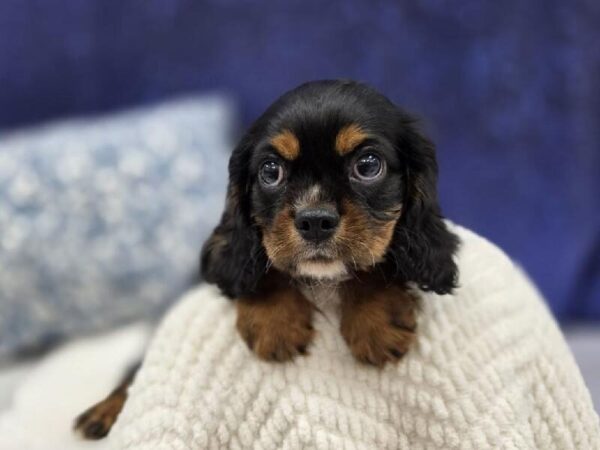 [#13966] Black / Tan Male Cavalier King Charles Spaniel DOG