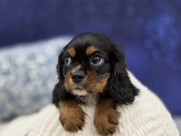 Cavalier King Charles Spaniel - 13966 photo 2