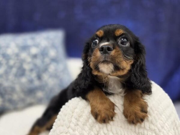 Cavalier King Charles Spaniel - 13966 photo 4
