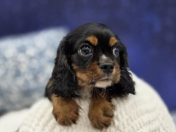Cavalier King Charles Spaniel - 13966 photo 5