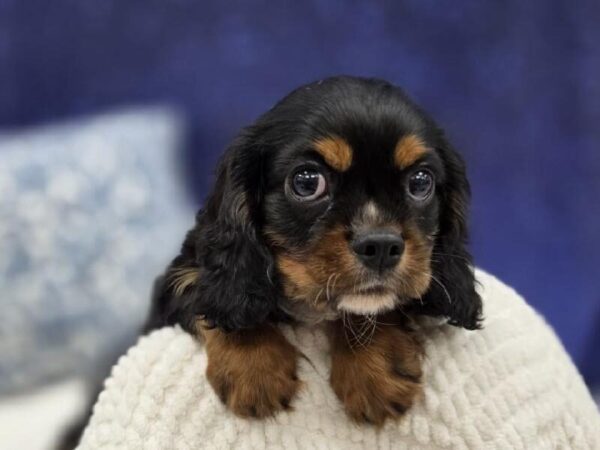 Cavalier King Charles Spaniel - 13966 photo 7