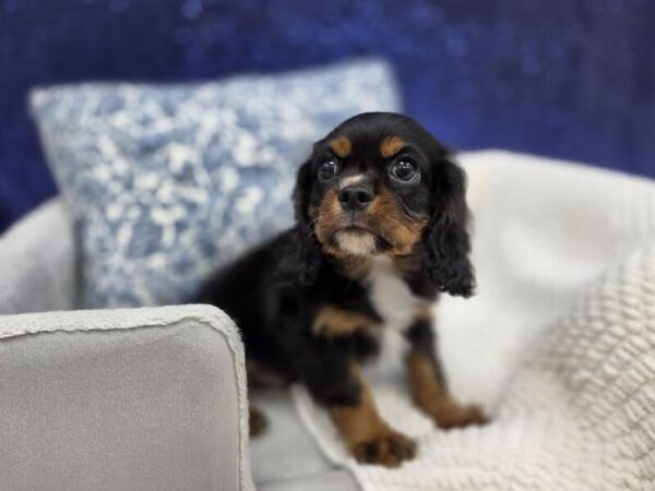 Cavalier King Charles Spaniel - 13966 photo 3
