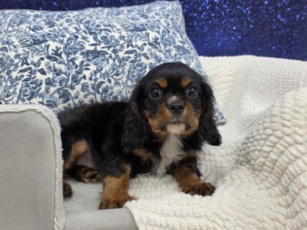 Cavalier King Charles Spaniel - 13966 photo 6
