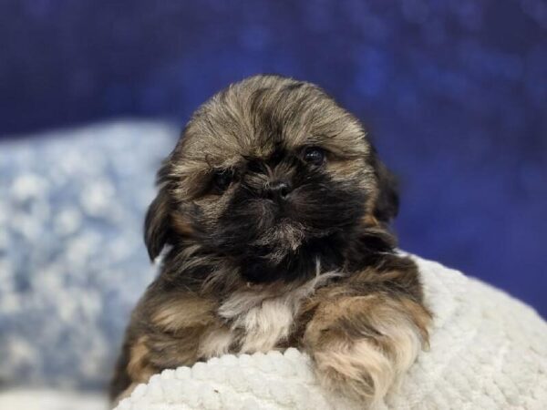 [#13971] Gold Male Teddy Bear DOG