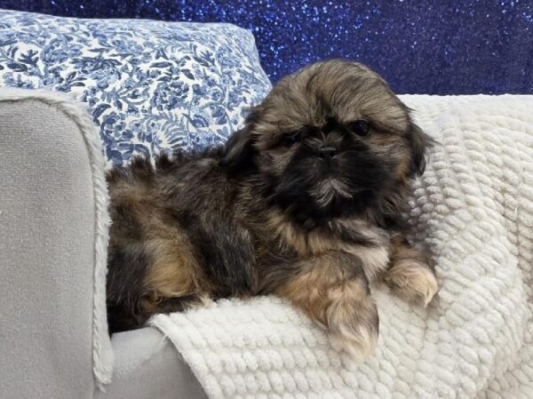 Teddy Bear - 13971 photo 2