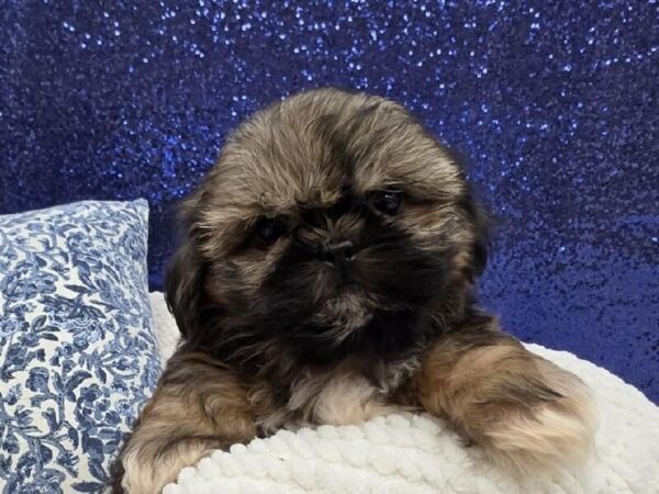 Teddy Bear - 13971 photo 3